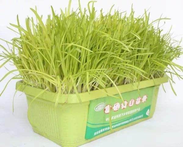 南宫市黄韭盆景的高产栽培技术