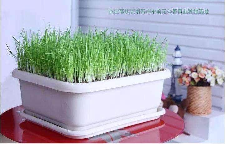 南宫市黄韭盆景的高产栽培技术