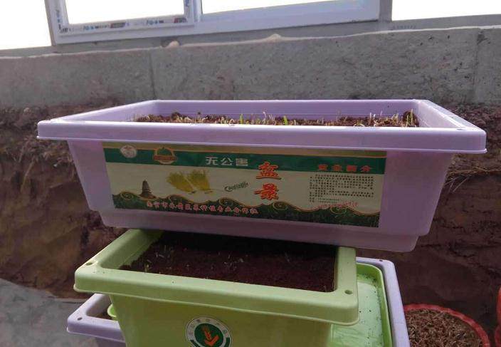 黄韭盆景伤口愈合后 浇透水一次 即可