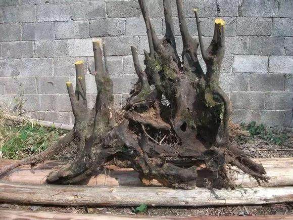 下山桩发芽后该怎样养呢?