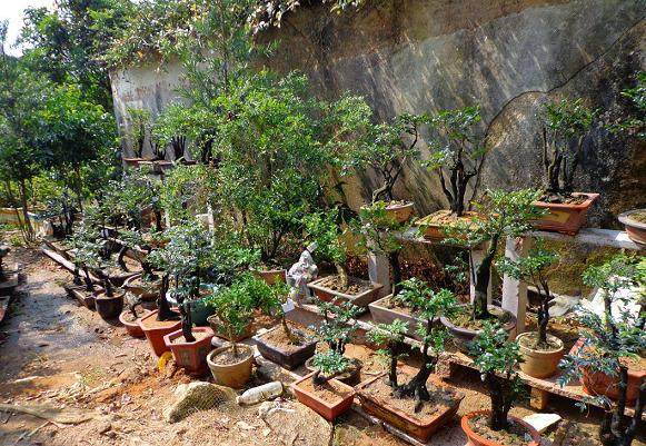 下山桩的培植土壤与移植