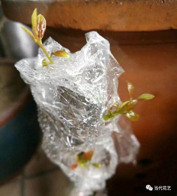 冬季下山桩冒芽以后 注意好温湿度控制