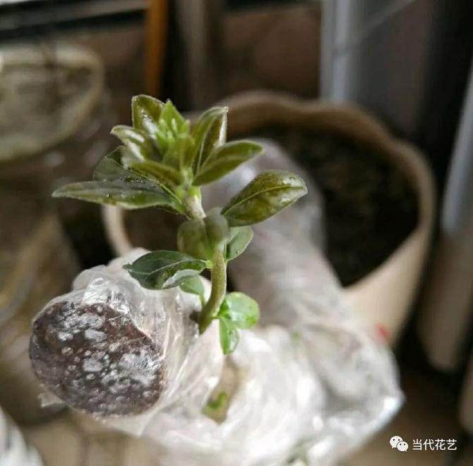 冬季下山桩冒芽以后 注意好温湿度控制