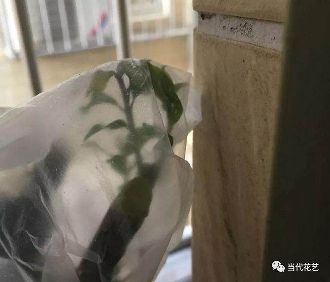 下山桩冬季出芽以后有3个养护重点