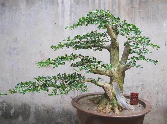 采挖黄杨下山桩 如何保活?看这3点