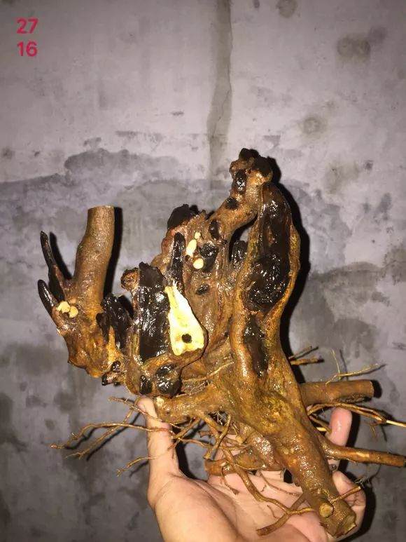 博兰下山桩怎么养护和栽培 方法 图片