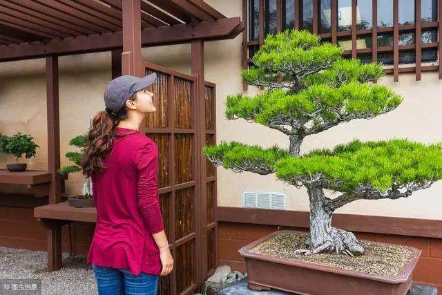 下山桩栽植完的后期养护