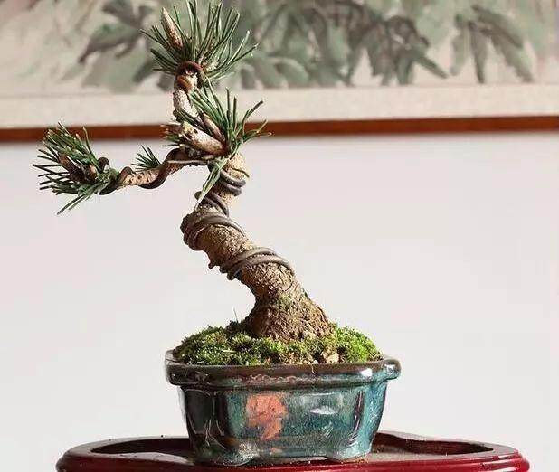 下山桩栽植过程中注意的3个事项