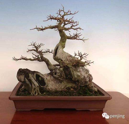 黑松下山桩采挖后如何保养?