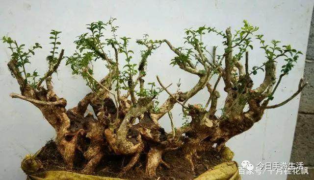 黄杨下山桩怎么养护