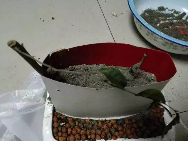 栽培金弹子下山桩的4个步骤