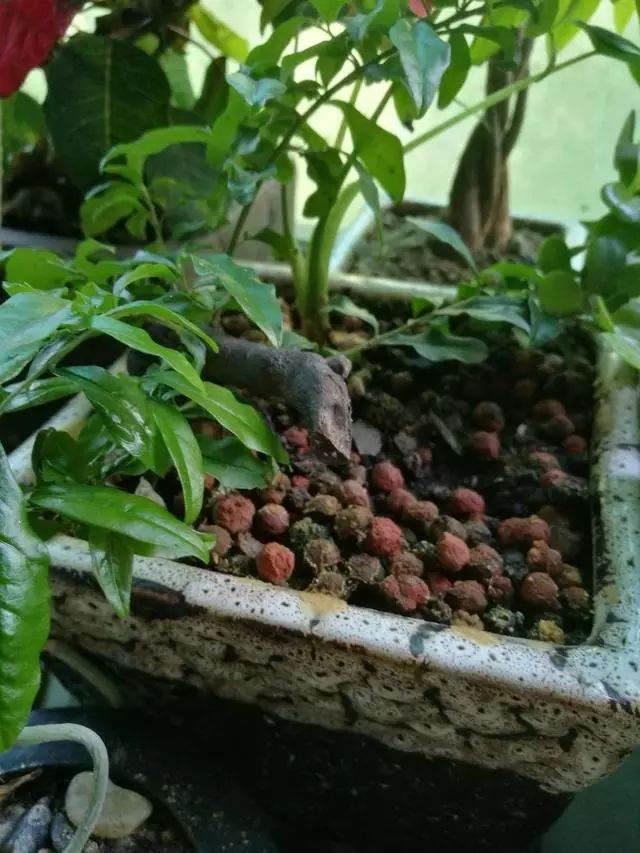 栽培金弹子下山桩的4个步骤