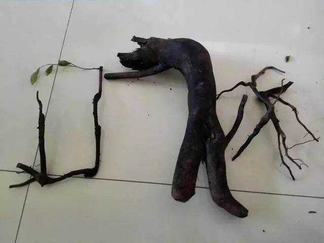 栽培金弹子下山桩的4个步骤