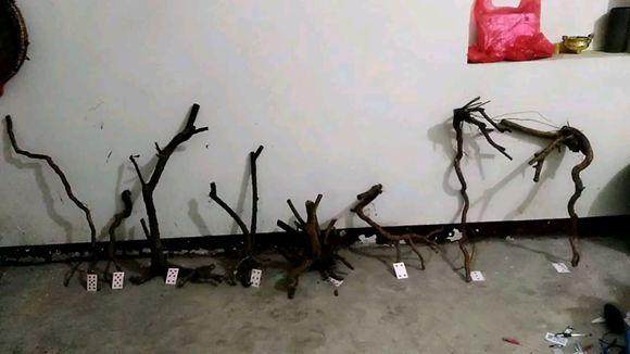 江苏雀梅下山桩的栽培方法