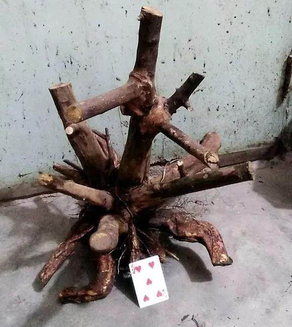 江苏雀梅下山桩的栽培方法