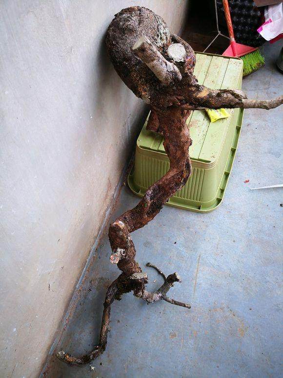 清香木下山桩覆土压实后 要记得浇水保潮