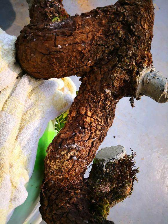 清香木下山桩覆土压实后 要记得浇水保潮