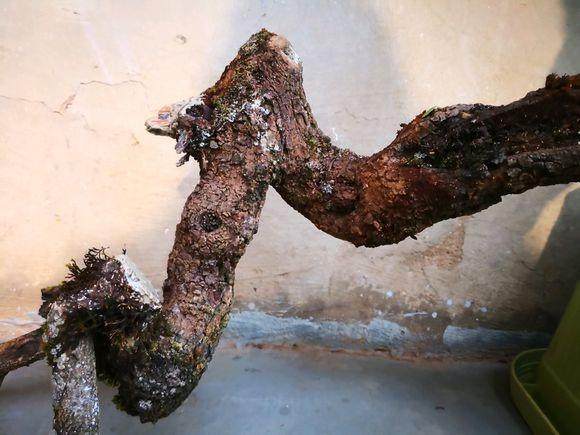 清香木下山桩覆土压实后 要记得浇水保潮