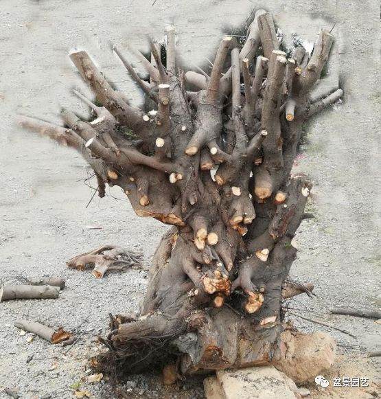 榕树下山桩的挖凿创作过程