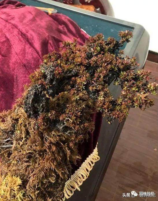 这种下山桩是出了名的下山死 成活率超低