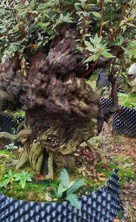 杜鹃下山桩 地养5年成活后 转手就能卖上万!