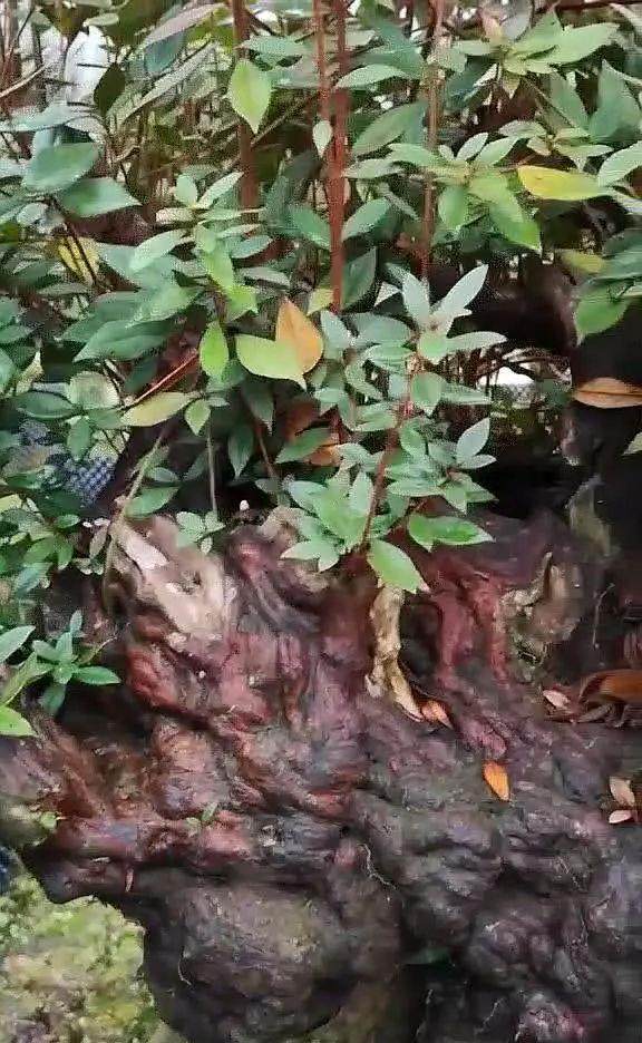 杜鹃下山桩 地养5年成活后 转手就能卖上万!