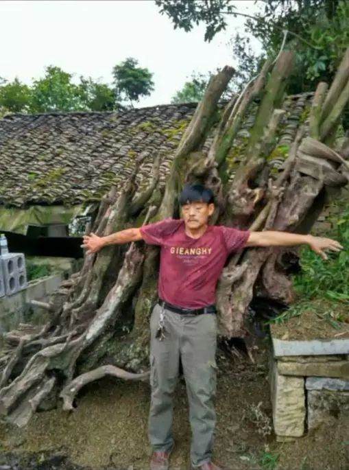 大叔山上挖得金弹子下山桩 老板出10万不卖