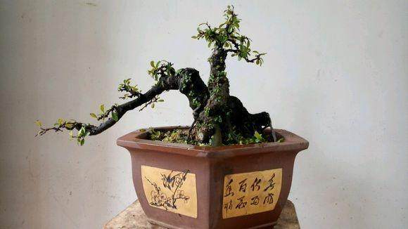 两年多的小叶鼠李下山桩 上盆修剪后来芽了