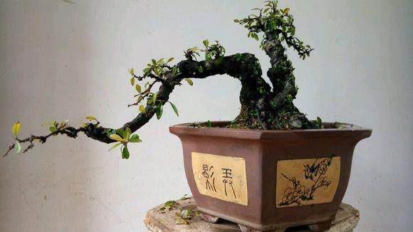 两年多的小叶鼠李下山桩 上盆修剪后来芽了