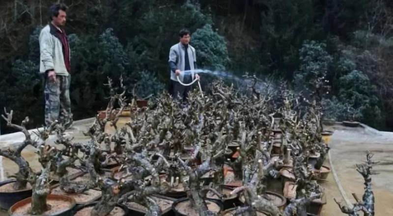 下山桩卖100块钱一个 养成盆景身价翻倍