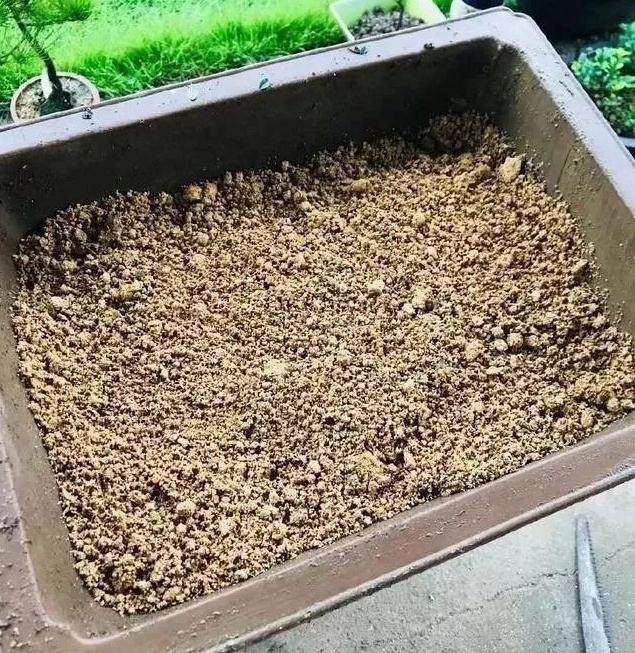 秋季 下山桩首次翻盆过程中的配土原则