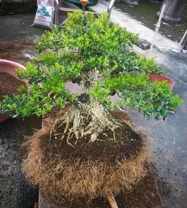 对下山桩进行沙培上盆的3个注意事项