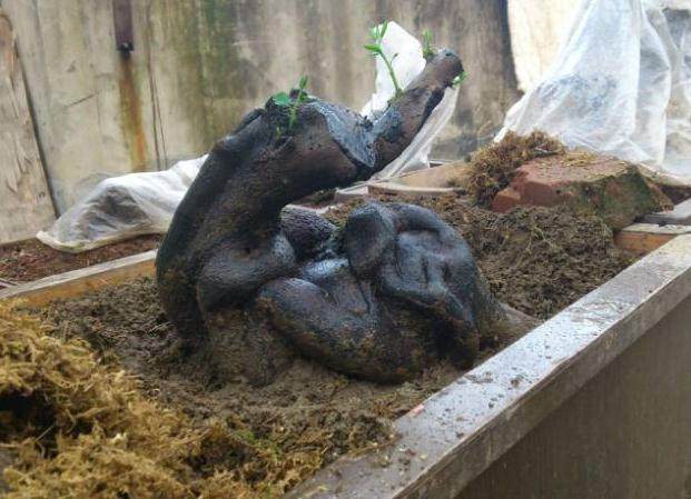 下山桩一定要用沙栽培 否则会死掉