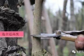 图解 嫁接金弹子盆景的3个方法