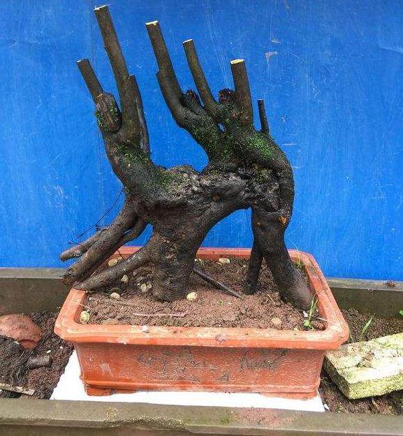 100元买的金弹子下山桩 一年价格翻几番