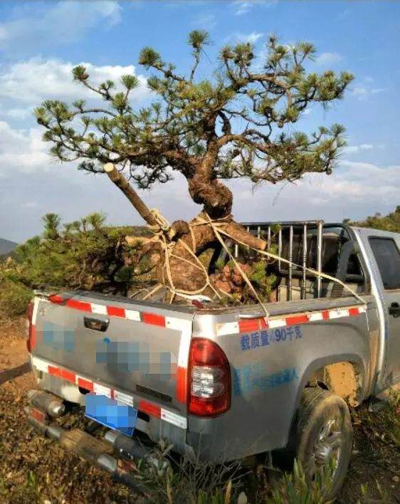 600元买了一棵山松下山桩 到家就后悔了!