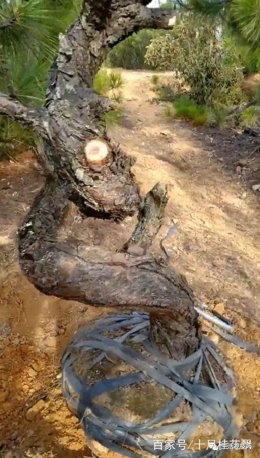 一棵山松下山桩 几个弯 老板 我出2千打包带走!