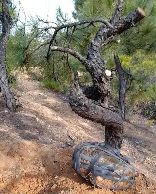 一棵山松下山桩 几个弯 老板 我出2千打包带走!