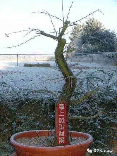 图解 山楂下山桩制作成盆景的23个过程