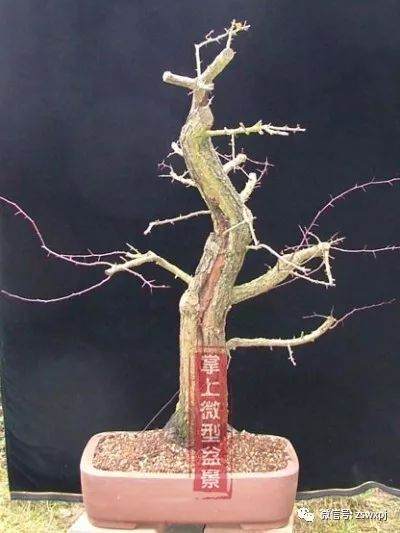 图解 山楂下山桩制作成盆景的23个过程