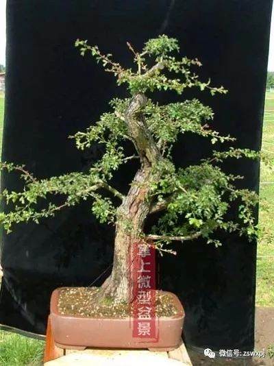 图解 山楂下山桩制作成盆景的23个过程