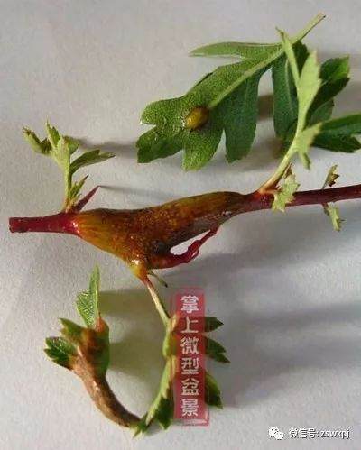 图解 山楂下山桩制作成盆景的23个过程