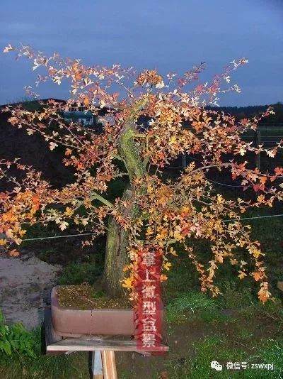 图解 山楂下山桩制作成盆景的23个过程