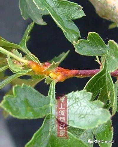 图解 山楂下山桩制作成盆景的23个过程