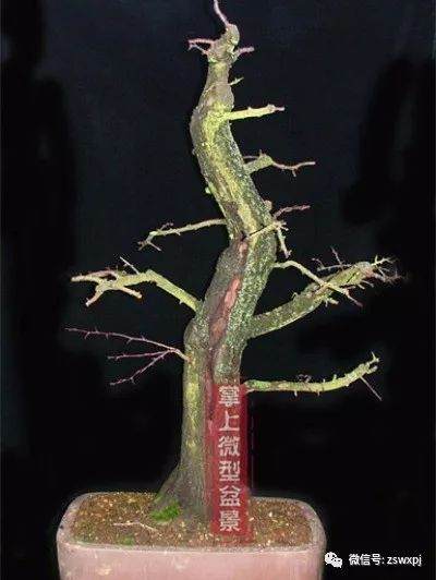 图解 山楂下山桩制作成盆景的23个过程