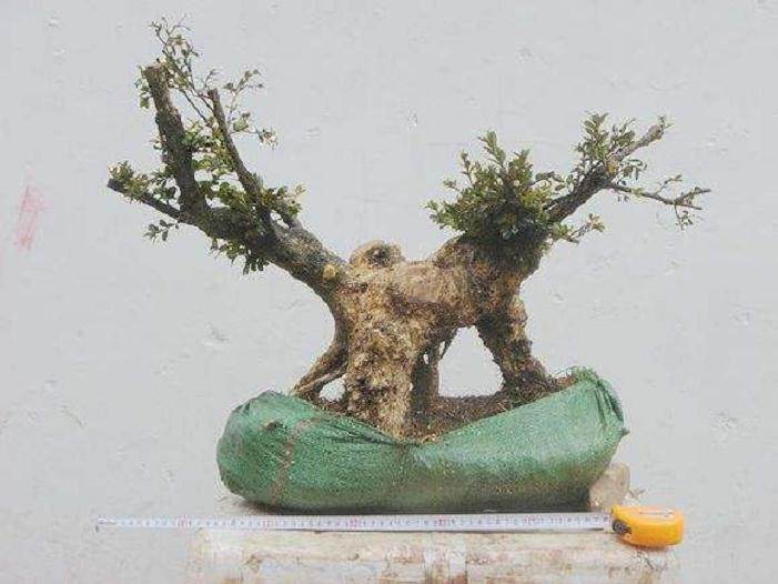 怎么选择黄杨下山桩 有4点选择方法 图片