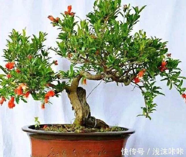 盆景技法 如何让下山桩快速来芽？