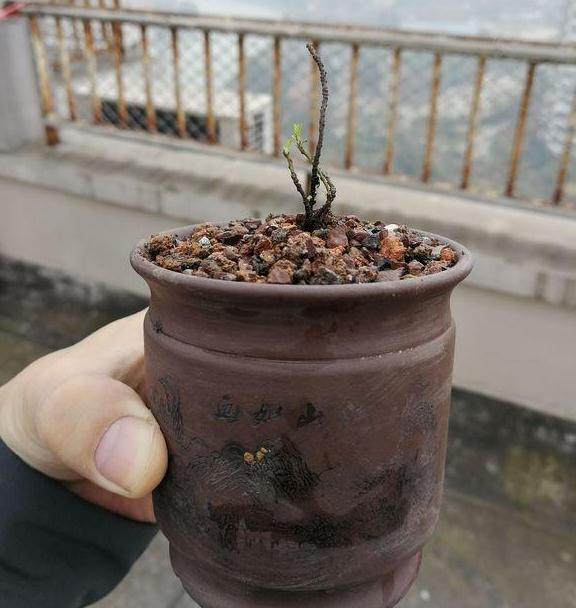 为什么只是铁马鞭下山桩被称为下山死?