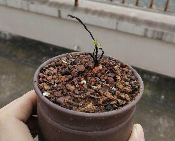 为什么只是铁马鞭下山桩被称为下山死?