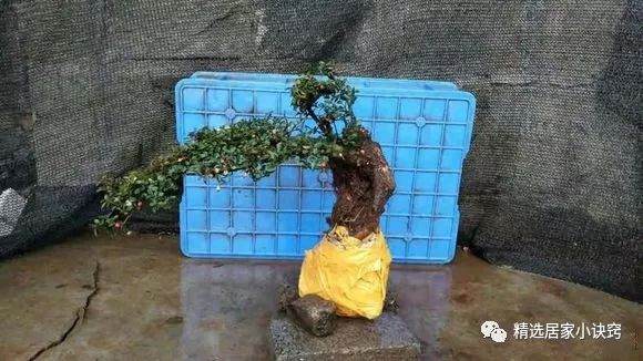 栒子下山桩怎么种才能活?